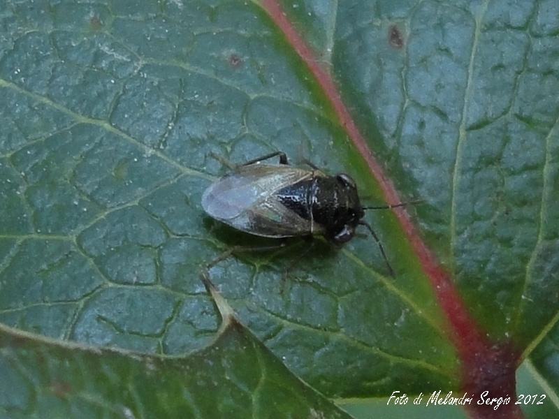 Lygaeidae: Geocoris sp. dell''Emilia (RA)